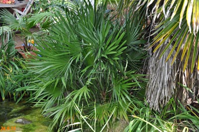 Chamaerops