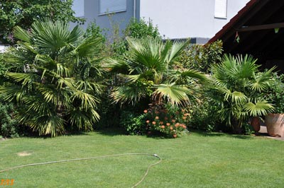 Washingtonia