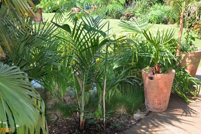 Chamaedorea