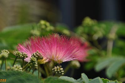 Albizia ombrella
