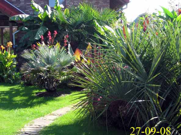 bild Garten Trachies Brahea butia