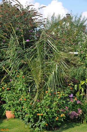 parajubaea