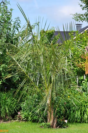 parajubaea
