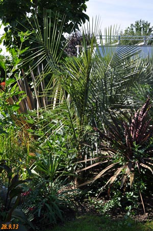 Parajubaea torallyi v torallyi