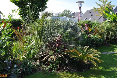 parajubaea