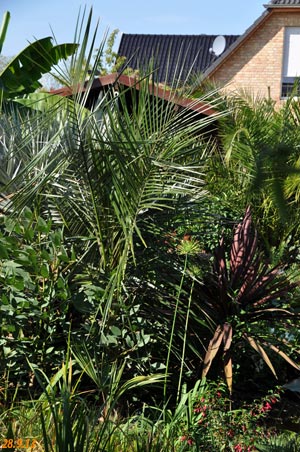 parajubaea