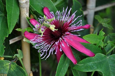 passiflora crimson tears