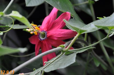 passiflora manicata
