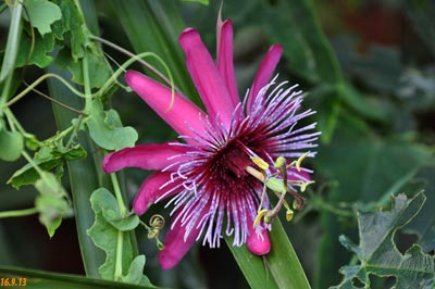 passiflora crimson tears