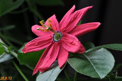 passiflora manicata