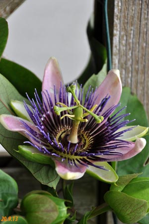 passiflora empress eugenie