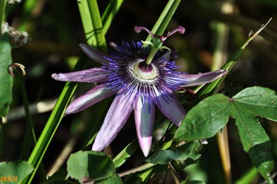 Passiflora Amethyst