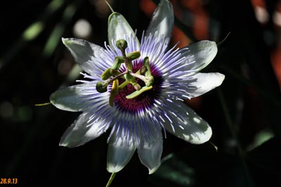 passiflora panda