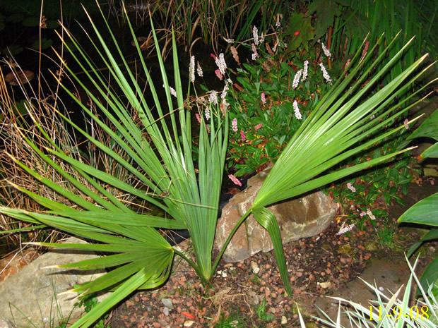 sabal