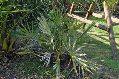 repens