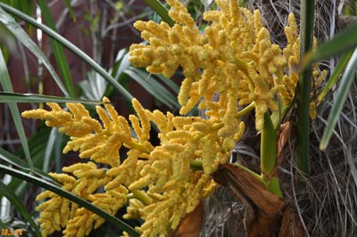 männliche Blüte Trachycarpus fortunei
