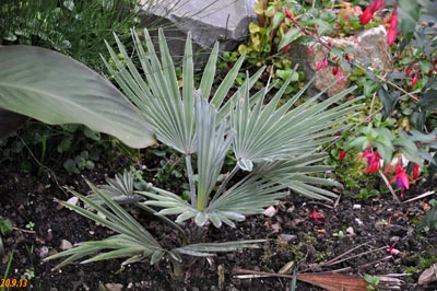 trachycarpus princeps