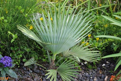 trachycarpus princeps