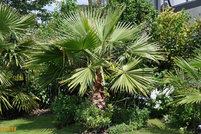 washingtonia