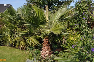 washingtonia