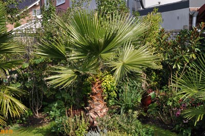 washingtonia