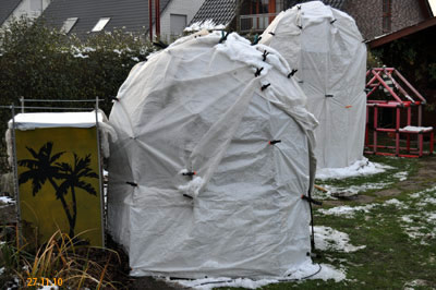 Winterschutz Brahea-Butia